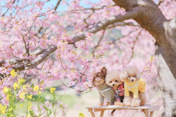 桜とトイプードルとチワワ